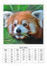 April_Kleiner Panda.pdf